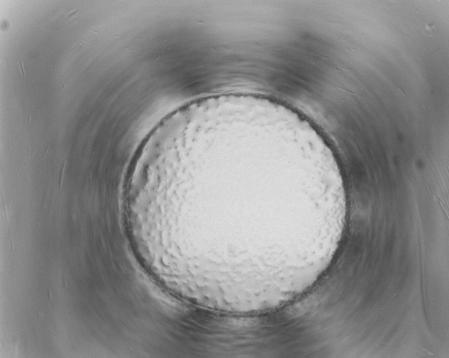 X0000088071423200706011502