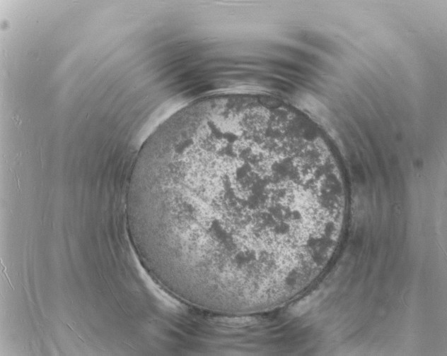 X0000088071425200706011502