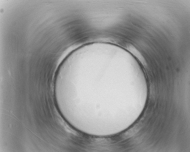 X0000088071436200706011502