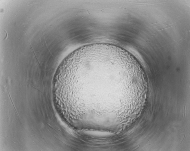 X0000088071439200706011502