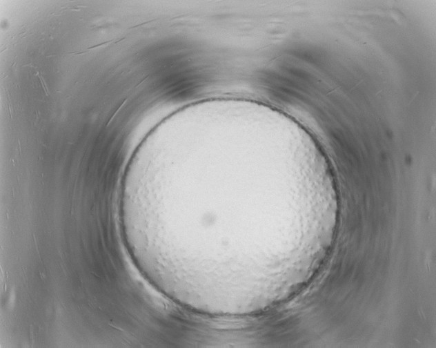 X0000088071440200706011502