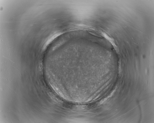 X0000088071453200706011501