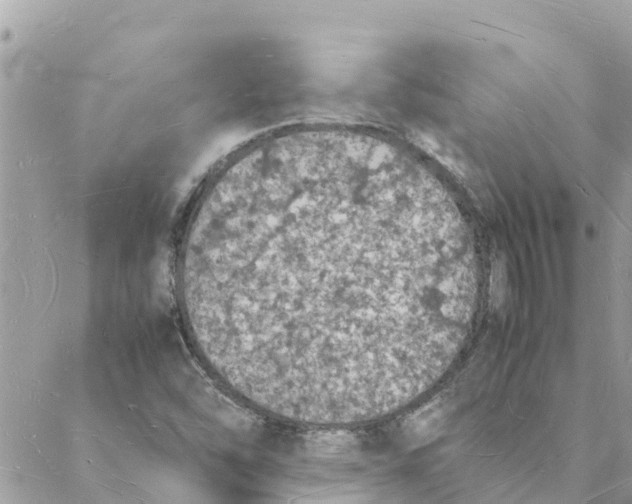 X0000088071454200706011501