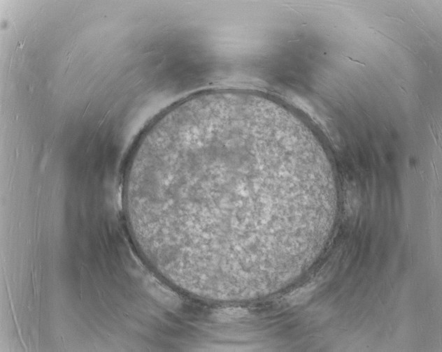 X0000088071462200706011501