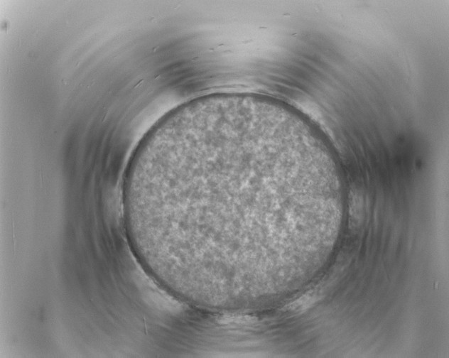 X0000088071466200706011501