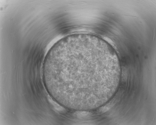 X0000088071474200706011501