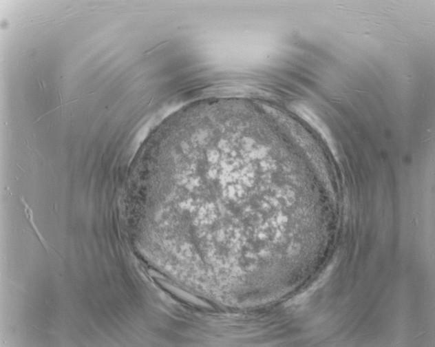 X0000088071481200706011501