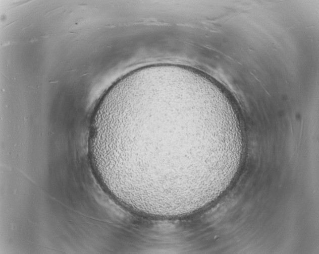 X0000088071504200706011500