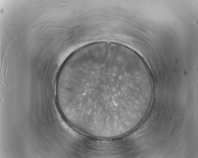 X0000088071515200706011501