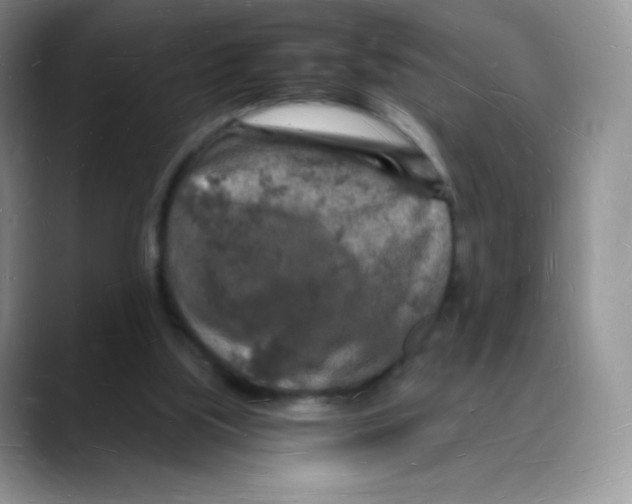 X0000088070059200706081718