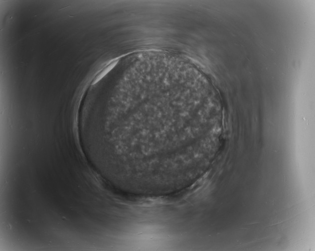 X0000088070099200706081717