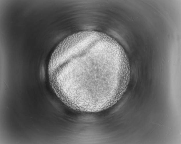 X0000088070110200706081717