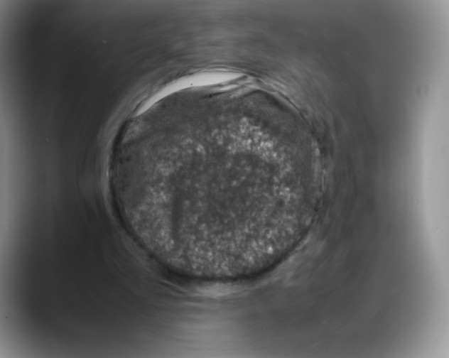 X0000088070293200706081715