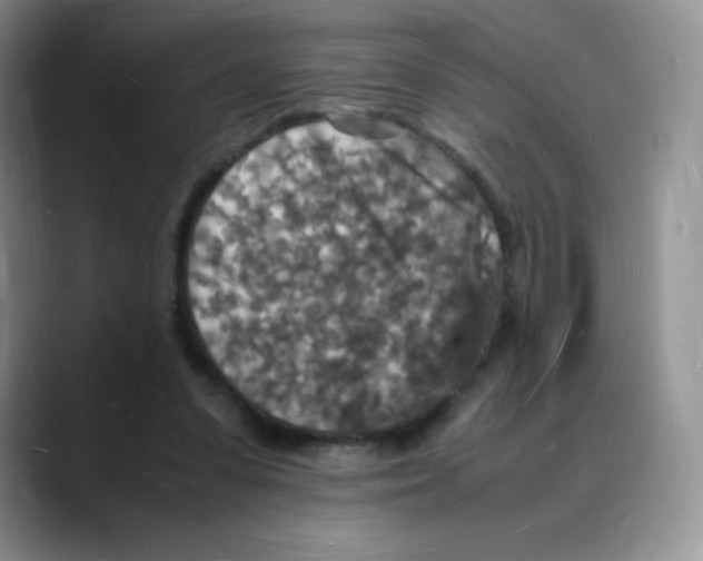 X0000088070303200706081715