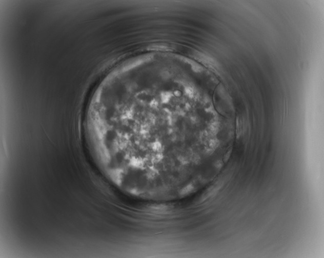 X0000088070349200706081714