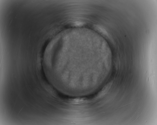 X0000088070366200706081714