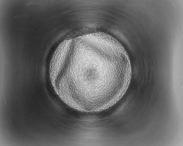 X0000088070444200706081713
