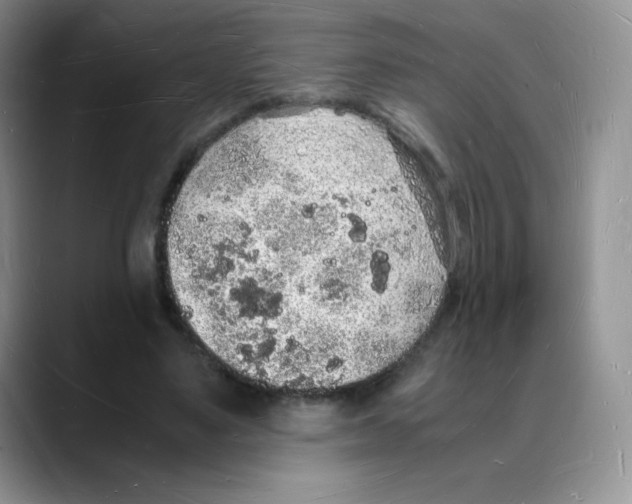 X0000088070491200706081712