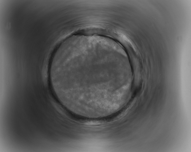 X0000088070677200706081710