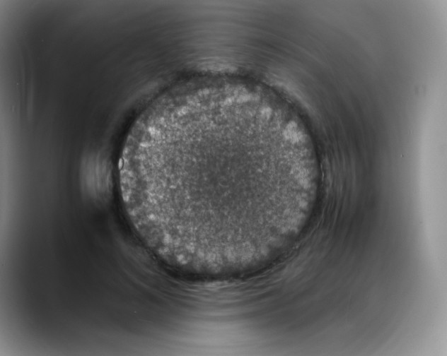 X0000088070692200706081710
