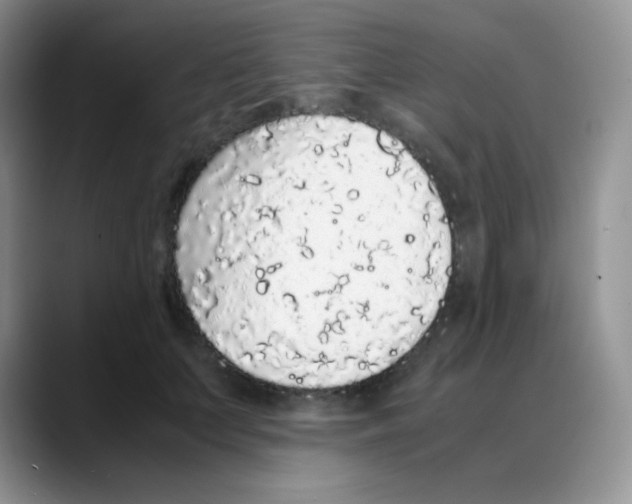X0000088070703200706081710
