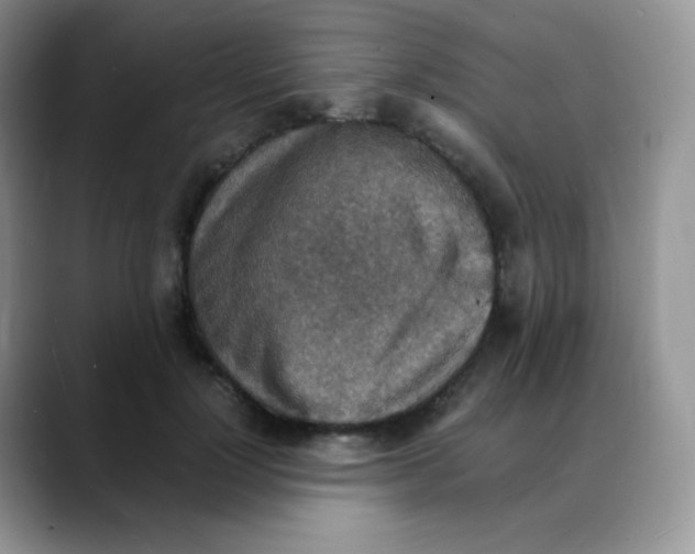 X0000088070748200706081709