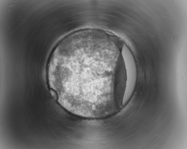 X0000088070896200706081707