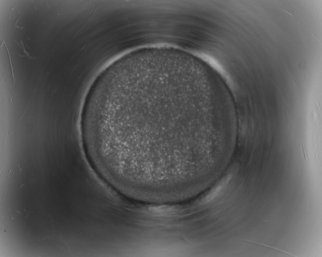 X0000088070943200706081707