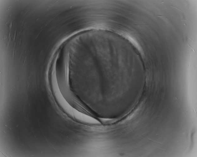 X0000088070944200706081707