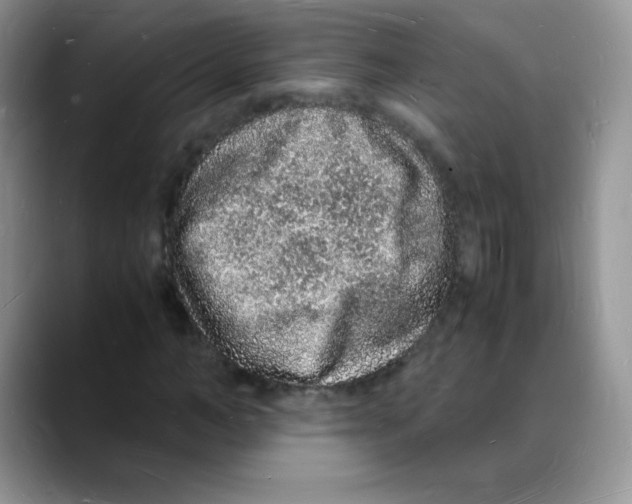 X0000088070966200706081706
