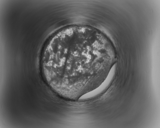 X0000088070975200706081706
