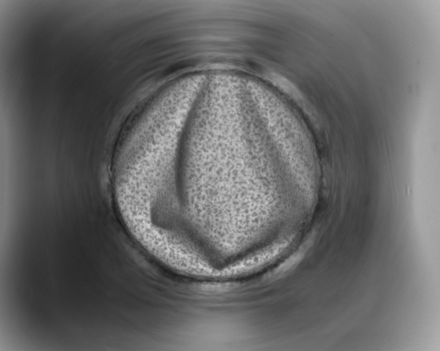 X0000088070985200706081706