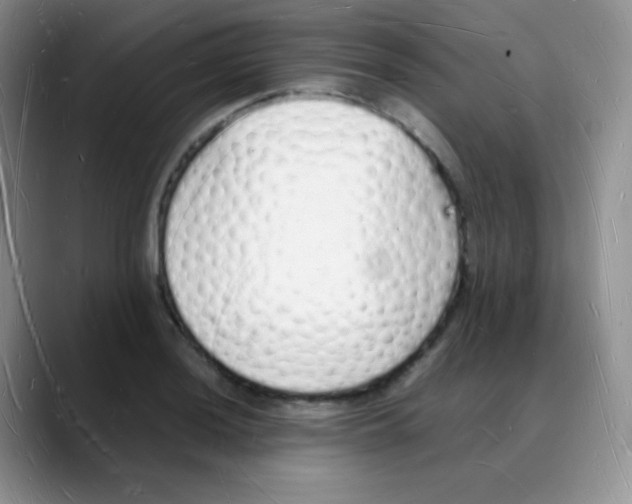 X0000088071036200706081705