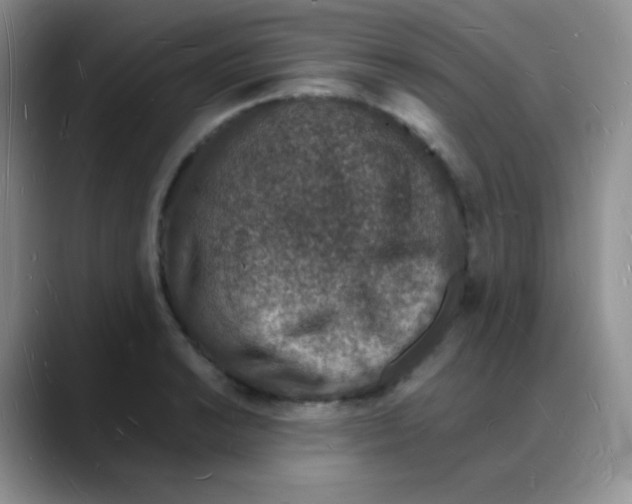 X0000088071038200706081705