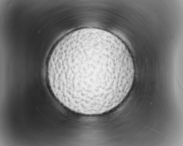 X0000088071040200706081705