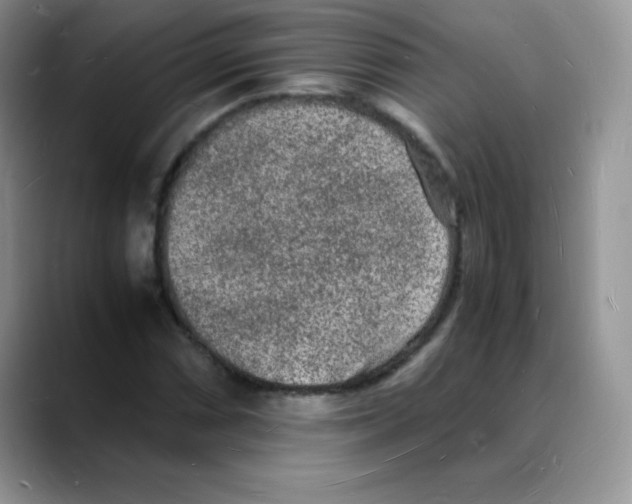 X0000088071066200706081705