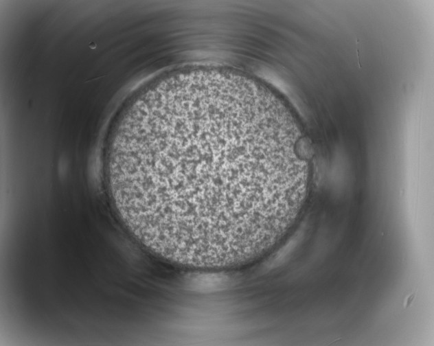 X0000088071074200706081705