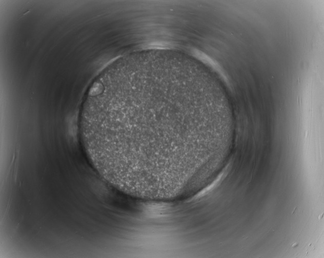 X0000088071170200706081703