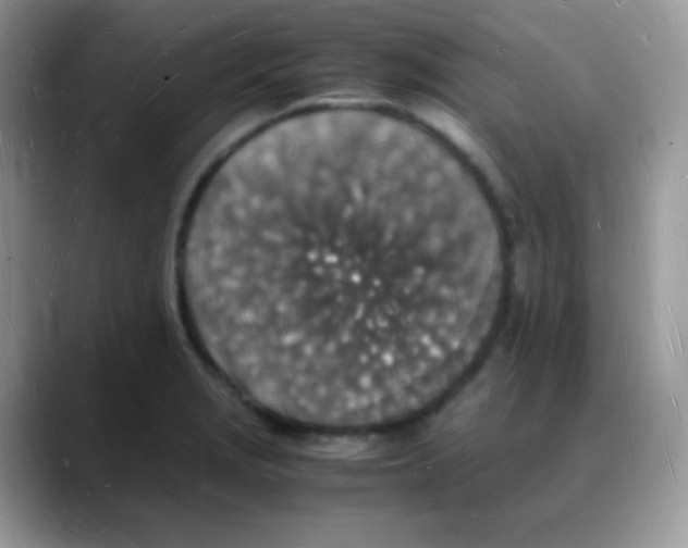 X0000088071229200706081703