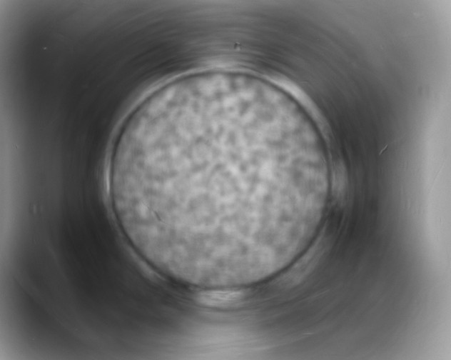 X0000088071294200706081702