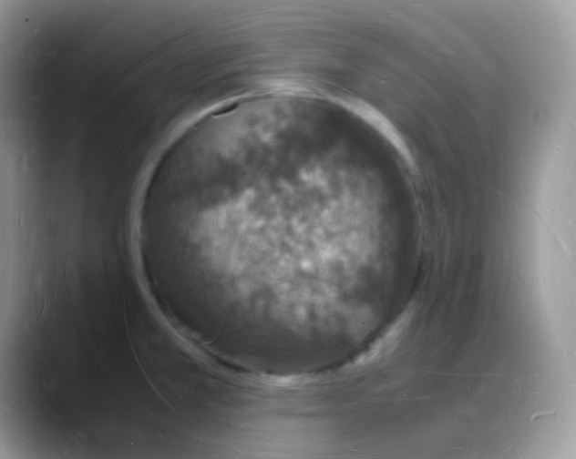X0000088071381200706081701