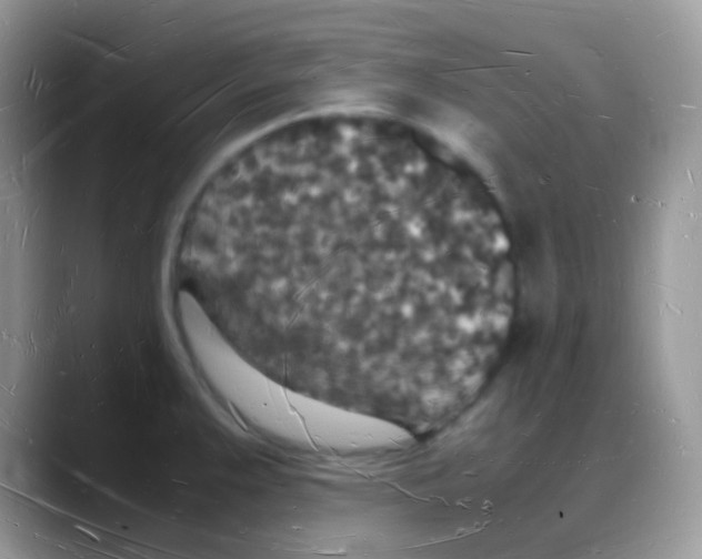 X0000088071383200706081701