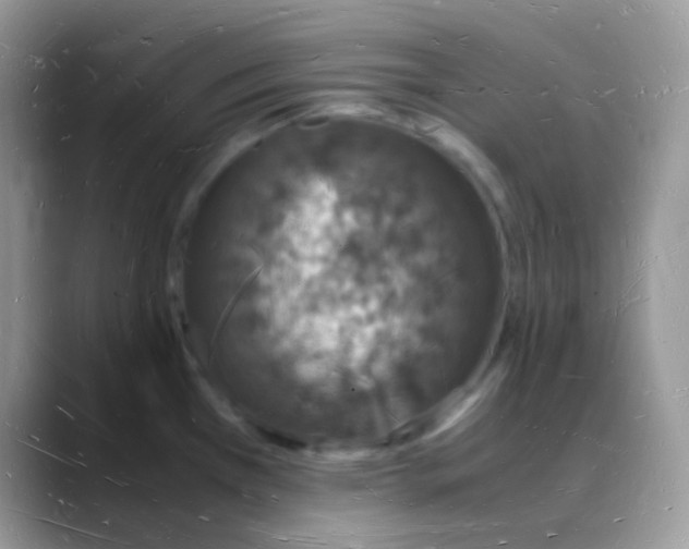 X0000088071385200706081701