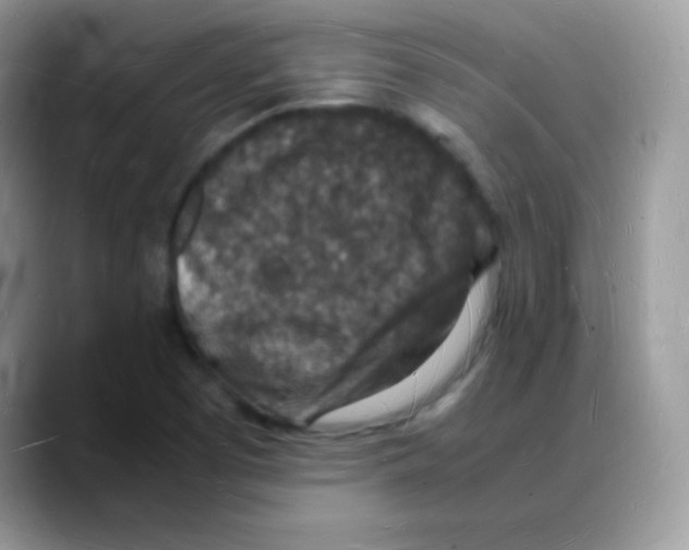 X0000088071457200706081700