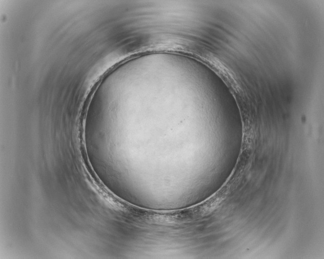 X0000088081086200705111427