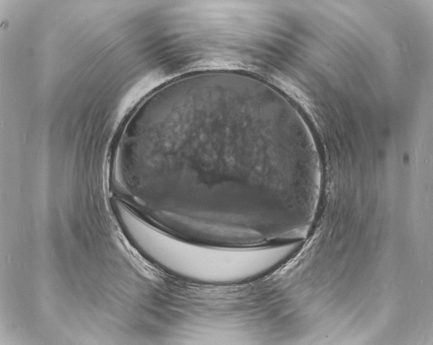 X0000088081179200705111425
