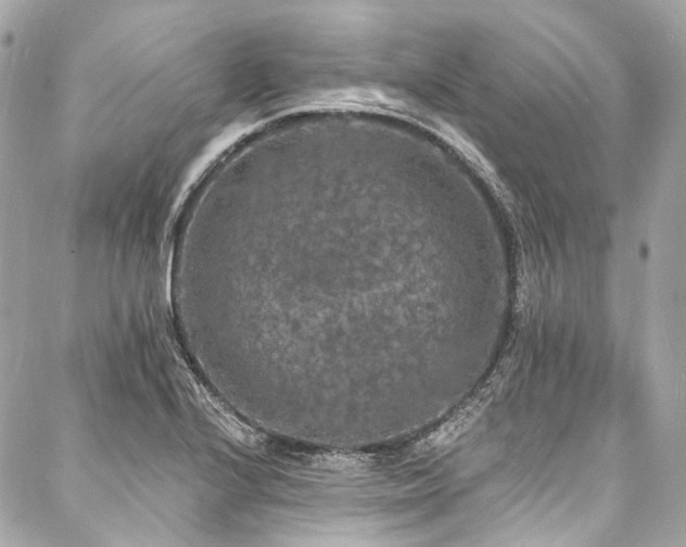 X0000088081224200705111424