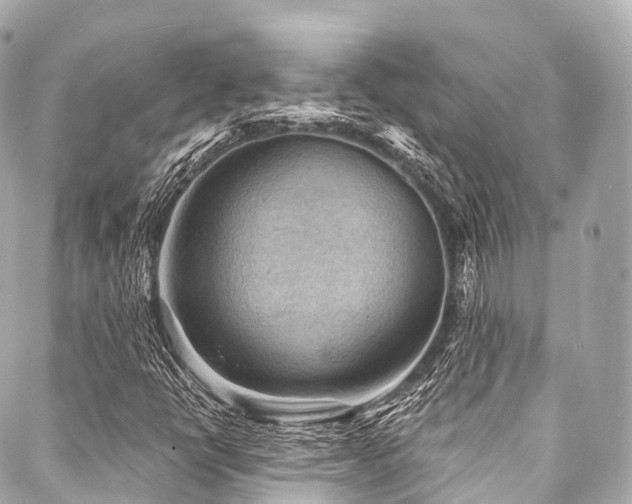 X0000088081398200705111421
