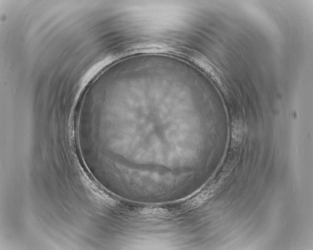 X0000088081466200705111420
