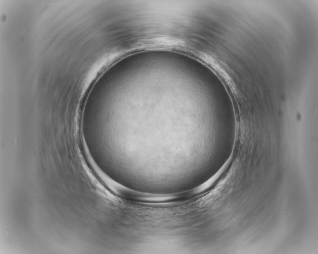 X0000088081477200705111420